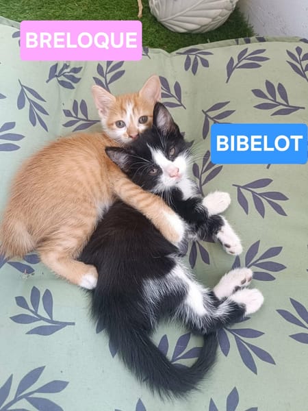 ZIBELINE / BIBELOT ET BRELOQUE SONT À ADOPTER ENSEMBLE
