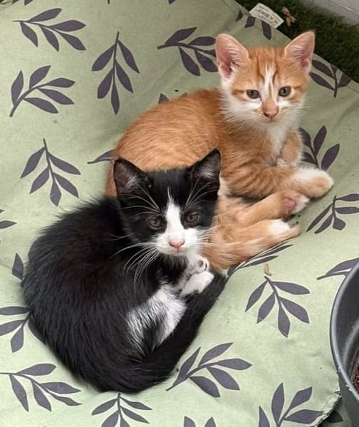 ZIBELINE / BIBELOT ET BRELOQUE SONT À ADOPTER ENSEMBLE