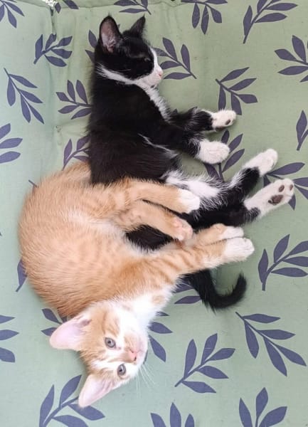 ZIBELINE / BIBELOT ET BRELOQUE SONT À ADOPTER ENSEMBLE