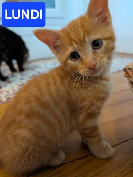 GASHAPON ET SES 7 CHATONS