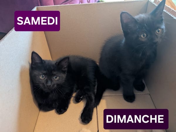 GASHAPON ET SES 7 CHATONS
