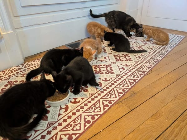 GASHAPON ET SES 7 CHATONS
