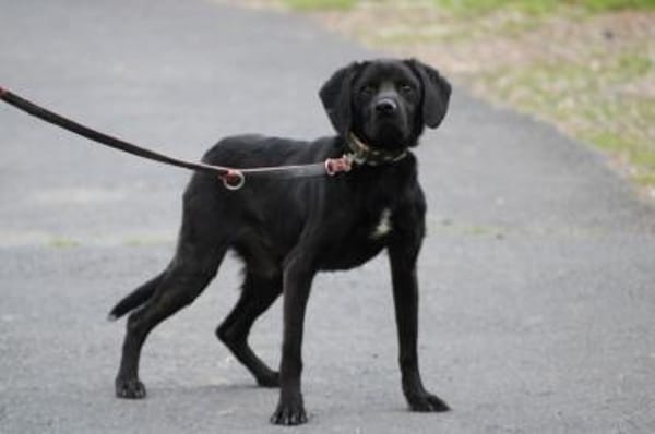 Basti - kinderlieber Familienhund