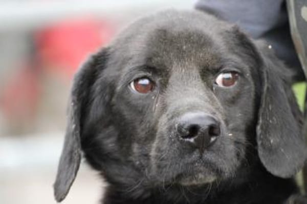 Basti - kinderlieber Familienhund