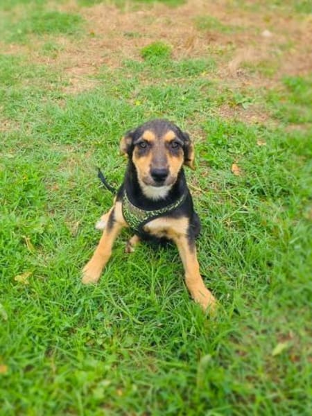 Zara ein freundliches Hundekind