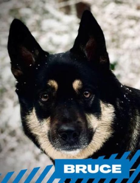 Bruce - souveräne Kuschler gesucht