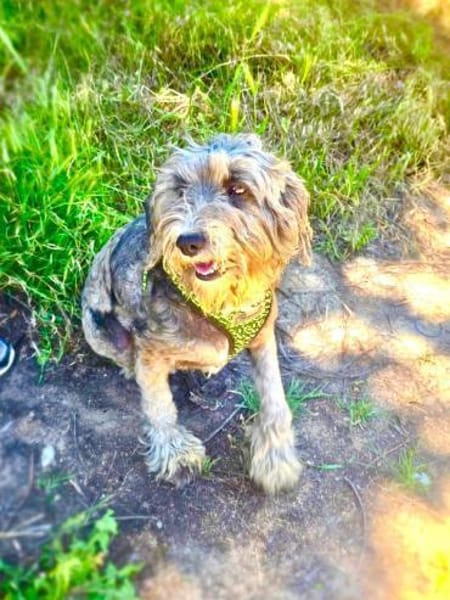 Lagotto Ramagnole Pudelmix Telma