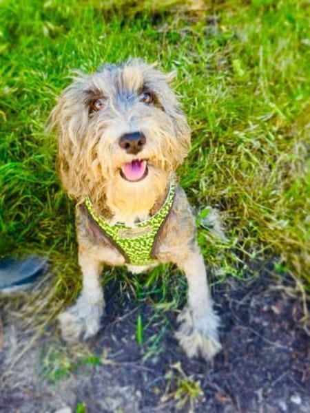 Lagotto Ramagnole Pudelmix Telma