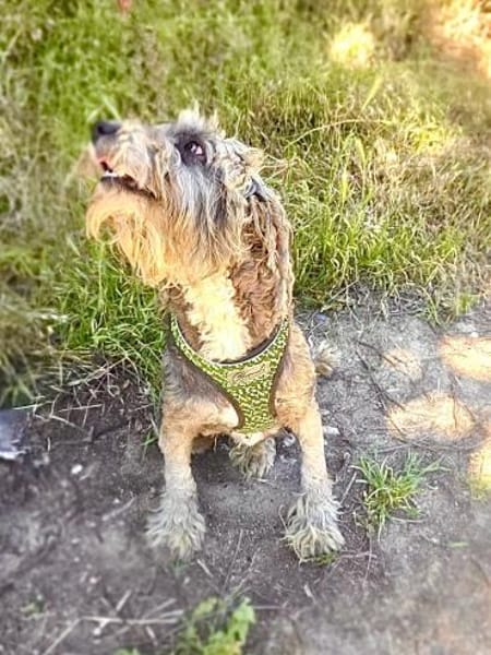 Lagotto Ramagnole Pudelmix Telma