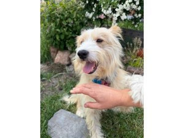 Kimba - wartet in 76857 Albersweiler