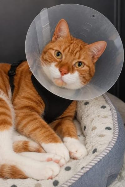 Kater Rudi sucht Kuschelstelle