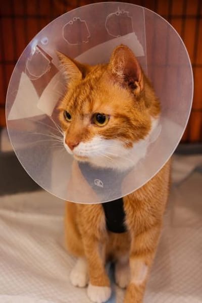 Kater Rudi sucht Kuschelstelle