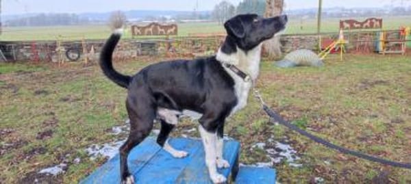 Lars - der Temperamentvolle sucht Geduld