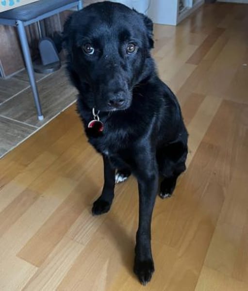 Ziggy ein absoluter Schatz