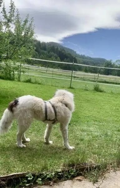 HANNA -Freundlich, clever & aufgeweckt-