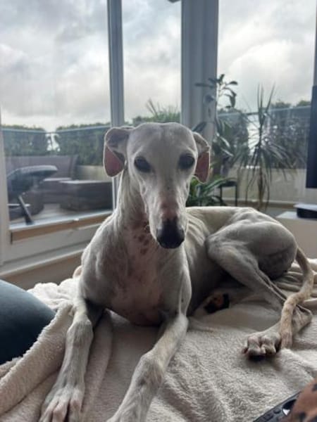 Leni
