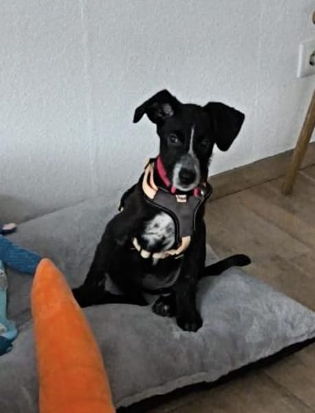 Ilviy, kleine Kämpferin sucht ihr Glück