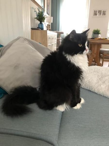 Nami sucht ein neues Zuhause