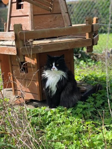 Nami sucht ein neues Zuhause