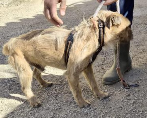 Alfie, zutraulich, neugierig, offen