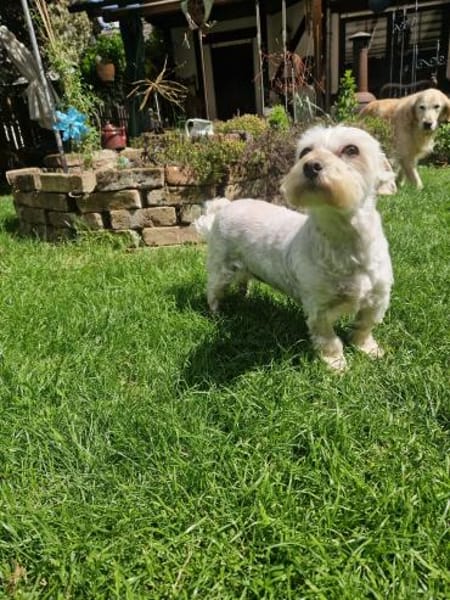 Wilma, lieber Westhighland Terrier Mix