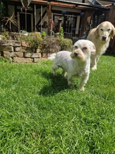 Wilma, lieber Westhighland Terrier Mix