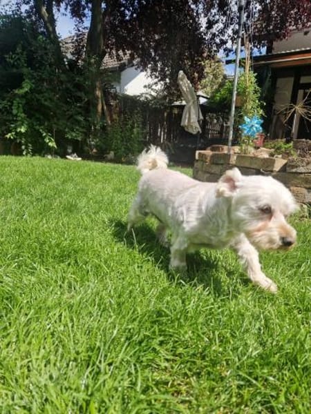 Wilma, lieber Westhighland Terrier Mix