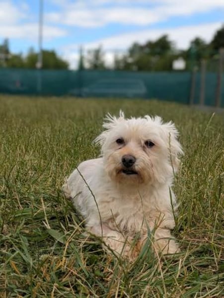 Wilma, lieber Westhighland Terrier Mix