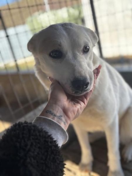 Bonnie freut sich über einen Hundekumpel
