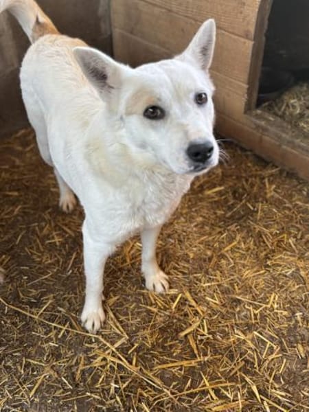 Bonnie freut sich über einen Hundekumpel