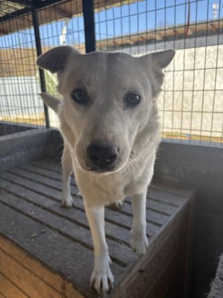 Bonnie freut sich über einen Hundekumpel