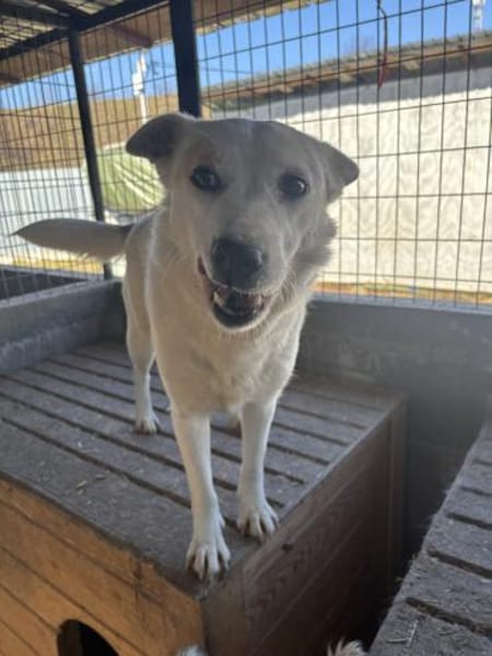 Bonnie freut sich über einen Hundekumpel