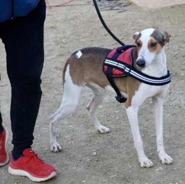 Snoopy, zutraulich, verträglich, offen