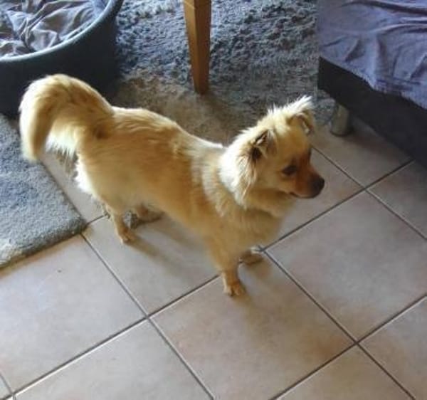 Devi sucht liebevolles Zuhause