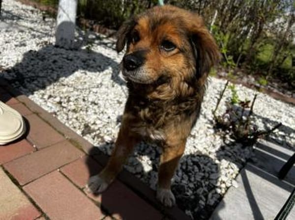 Charly sucht seine Lieblingsmenschen!