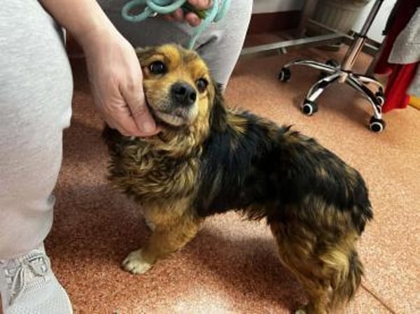 Charly sucht seine Lieblingsmenschen!
