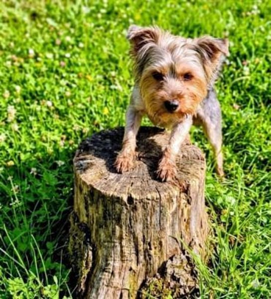 Mili in 47877 Willich