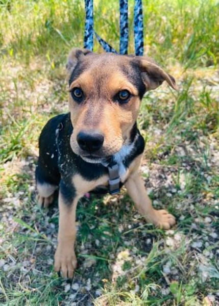 Finley, verspielter Mischlingswelpe
