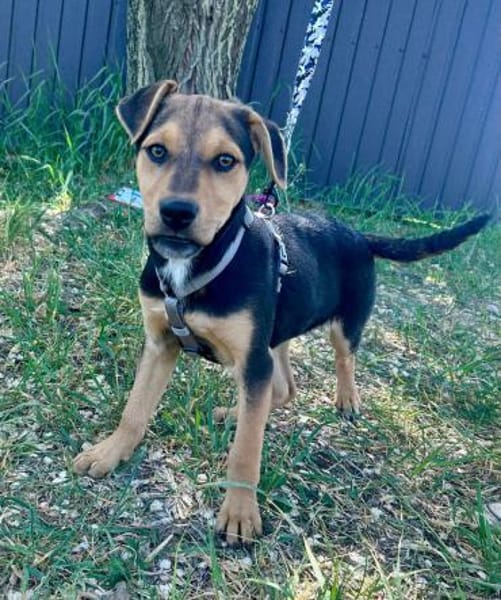 Finley, verspielter Mischlingswelpe