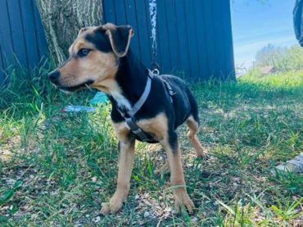 Finley, verspielter Mischlingswelpe