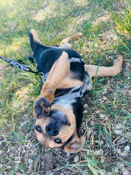 Finley, verspielter Mischlingswelpe