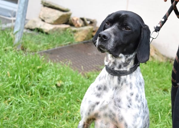 PEPITA