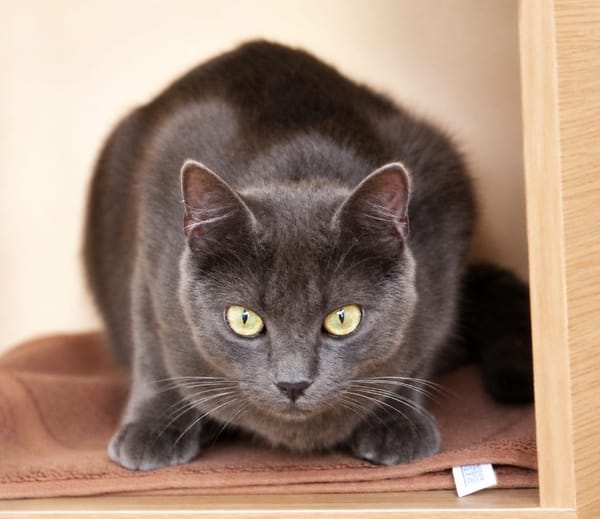 JIJI