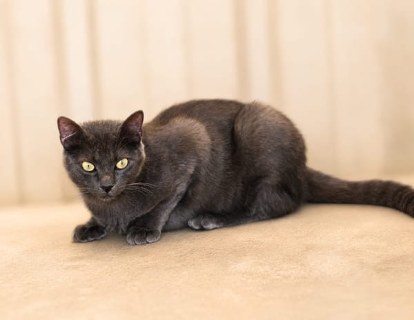 JIJI