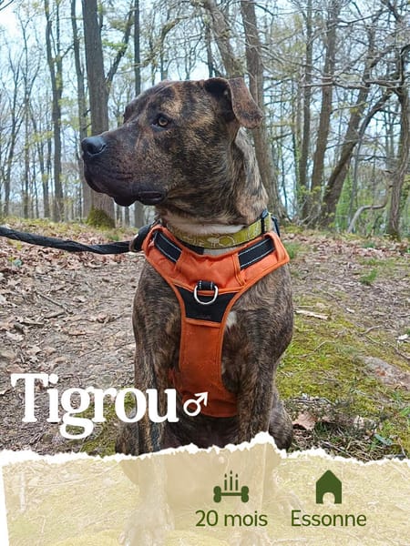 TIGROU