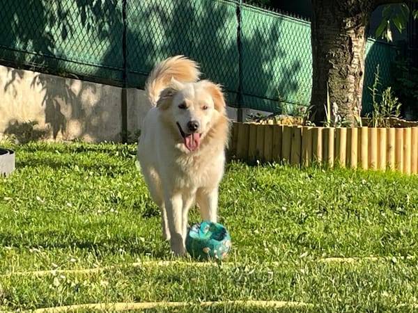 LUNA