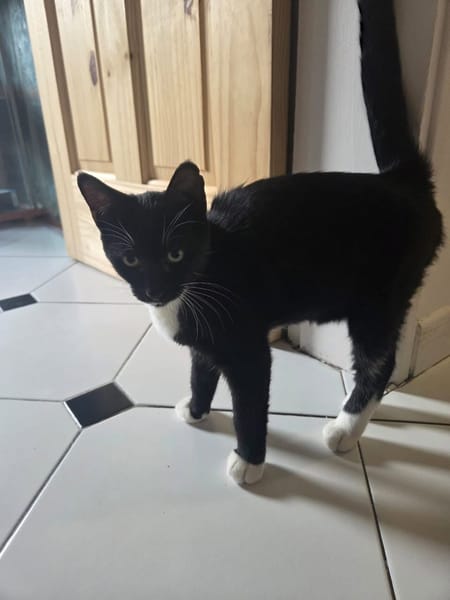 SULTAN