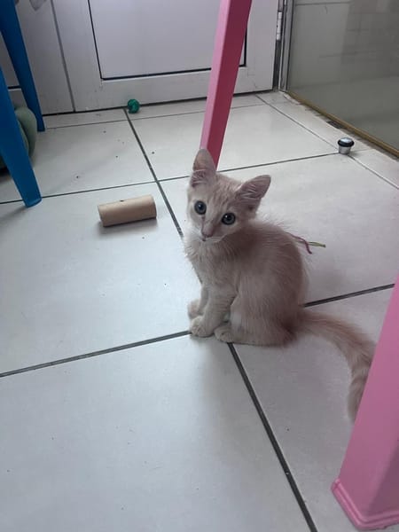 PRALINE