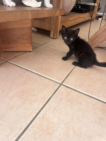 CACHOU