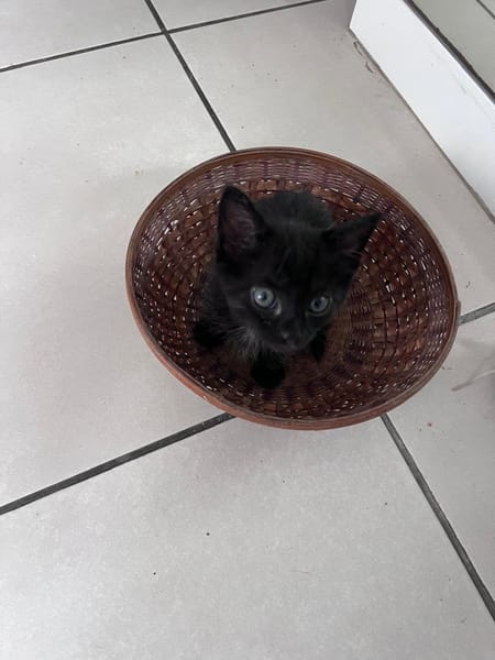 CACHOU